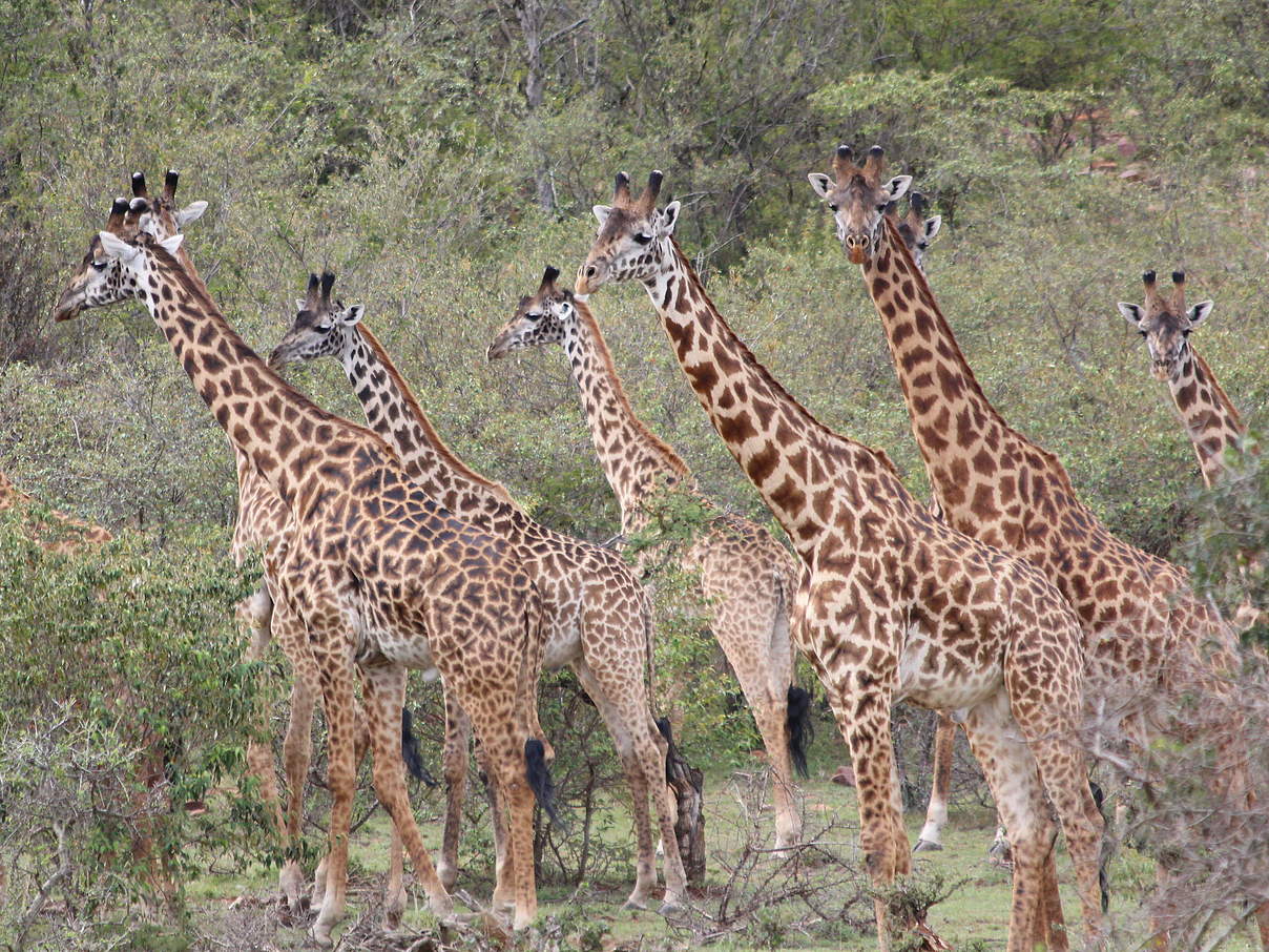 Giraffen sehen – ein bewegender Moment für Peggy Reidel-Schulz © Nina Dohm / WWF Deutschland