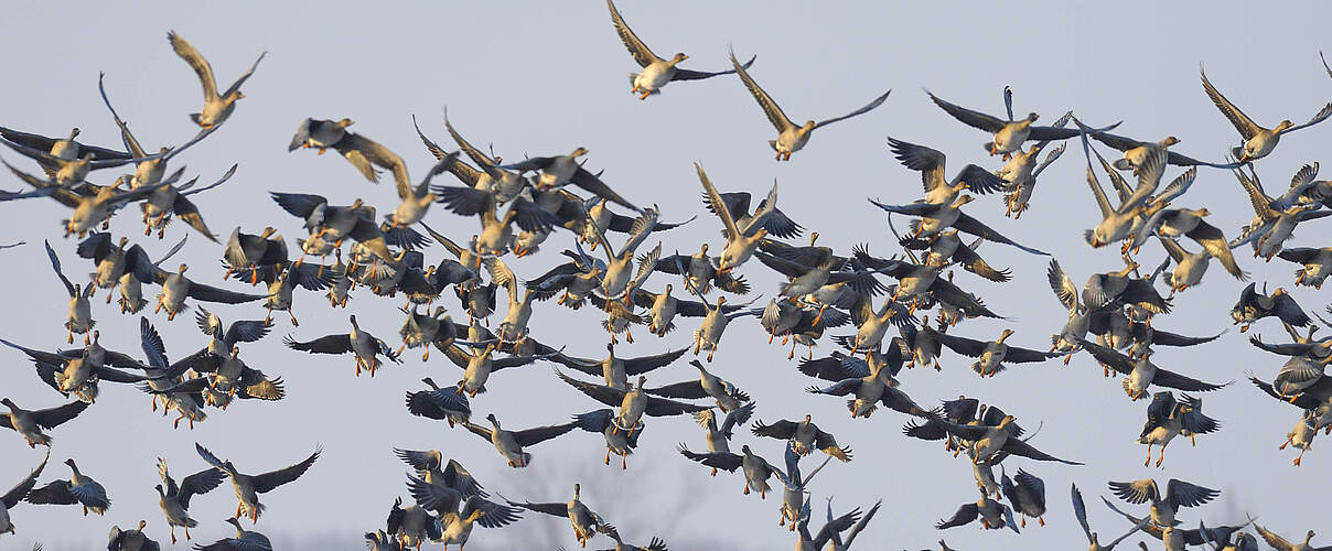 Saatgänse im Flug