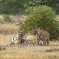 Brüllende Tiger im Ranthambore-Nationalpark in Indien © GettyImages / Sourabh Bharti