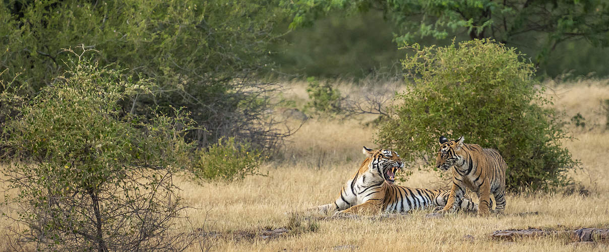 Brüllende Tiger im Ranthambore-Nationalpark in Indien © GettyImages / Sourabh Bharti