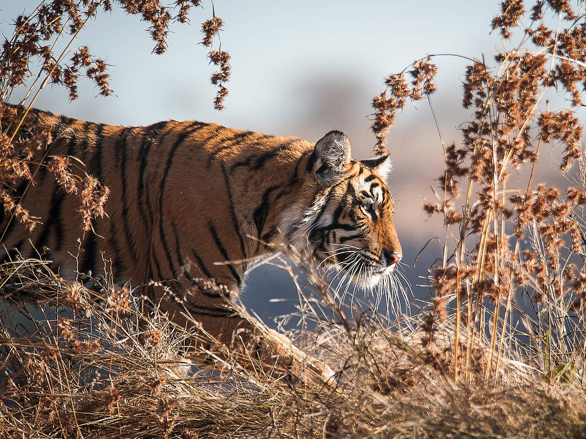 Tiger im Nationalpark Ranthambore, Indien © Ola Jennersten / WWF Schweden
