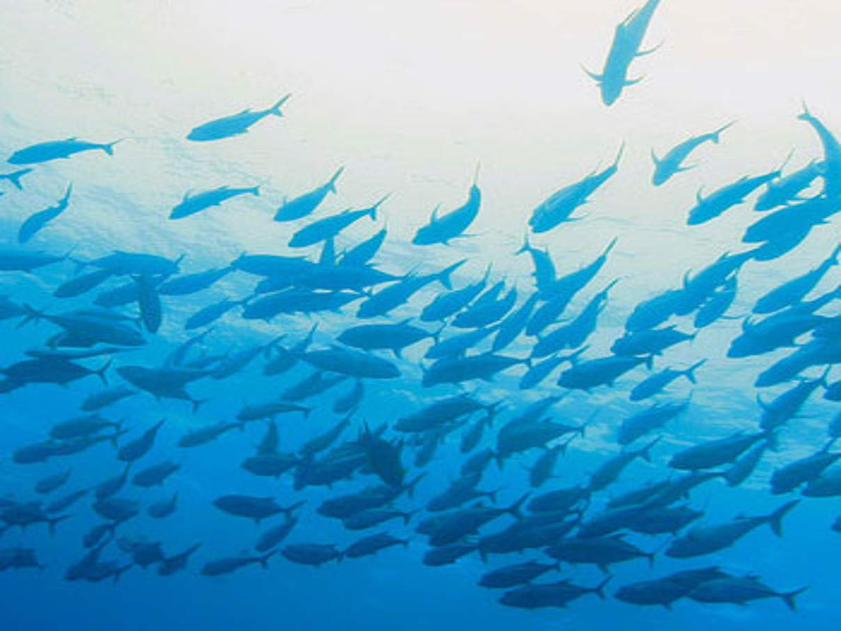 350 fische c brent stirton getty images © Brent Stirton / Getty Images