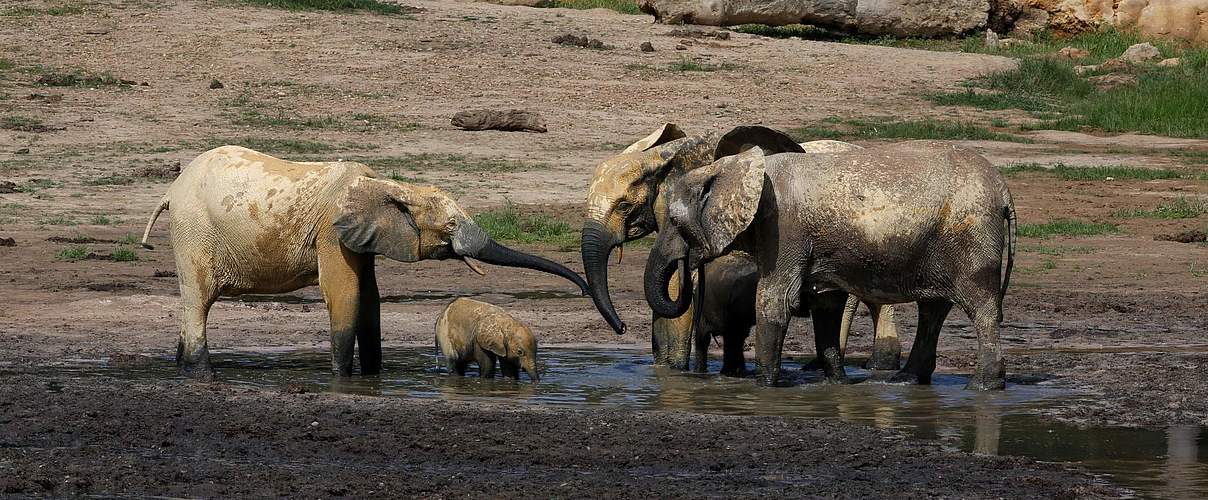 4 Elefanten Generationen in der Dzangha-Bai © ELP for the Yangcenter