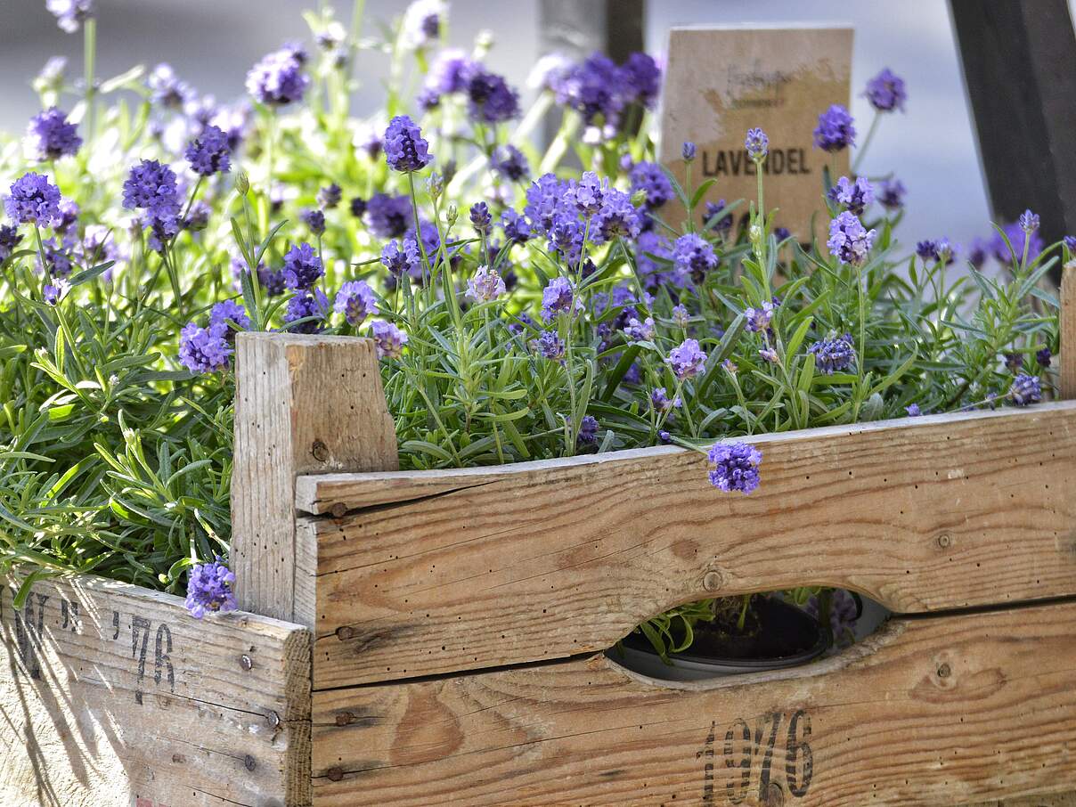 Holzkiste mit blühendem Lavendel