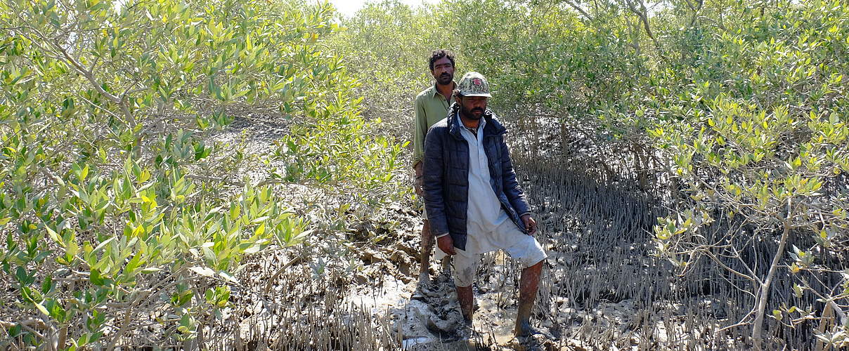 Mangroven in Pakistan © Uwe Johannsen / WWF