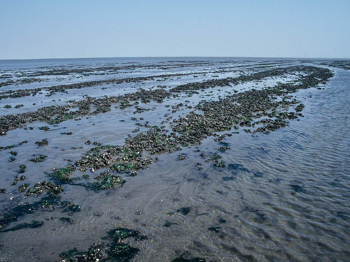 Abgefischte Muschelbank im Nationalpark Schleswig-Holsteinisches Wattenmeer von 1999 © Hans-Ulrich Rösner