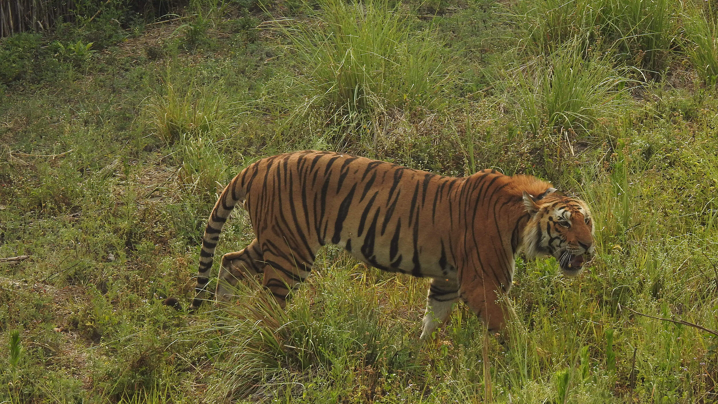 Tiger in weiter Graslandschaft