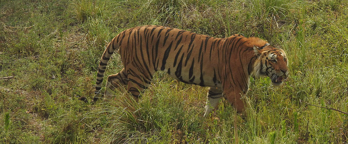 Tiger in weiter Graslandschaft