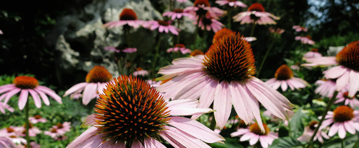 Echinacea © WWF / Elma Okic