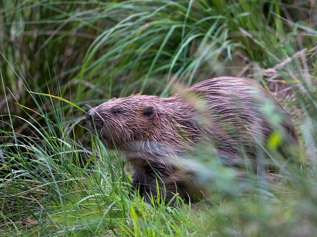 Elbebiber im hohen Grass
