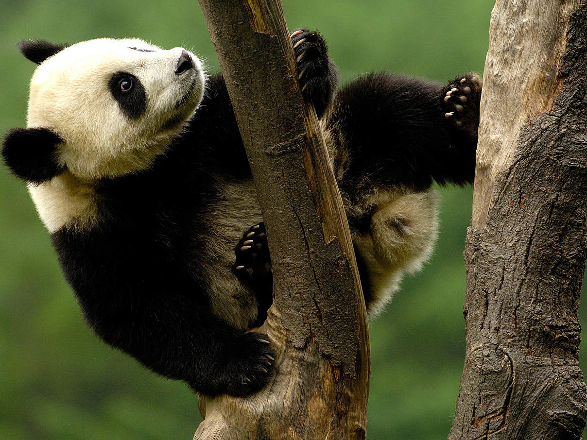 Großer Panda, Jungtier klettert auf einen Baum © naturepl.com / Pete Oxford / WWF