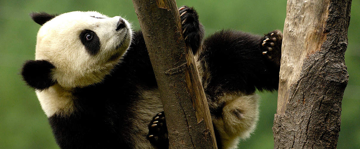 Großer Panda, Jungtier klettert auf einen Baum © naturepl.com / Pete Oxford / WWF