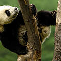 Großer Panda, Jungtier klettert auf einen Baum © naturepl.com / Pete Oxford / WWF