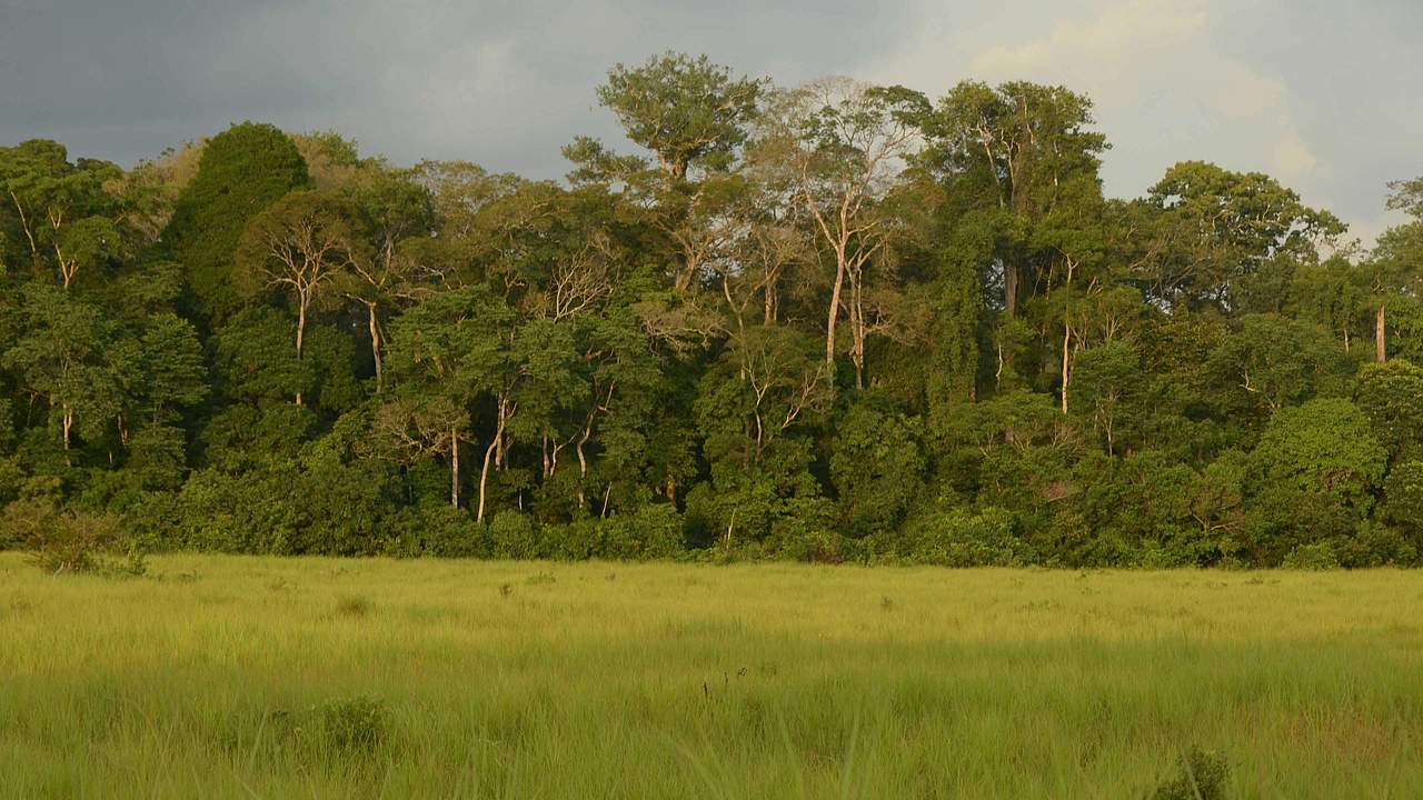 Lobéké: Verantwortung für ein Naturwunder © Jaap van der Waarde / WWF-Netherlands