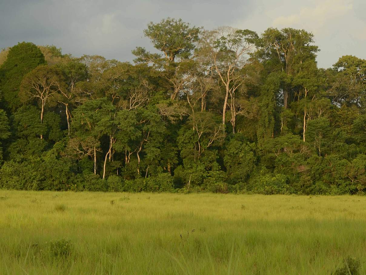 Lobéké: Verantwortung für ein Naturwunder © Jaap van der Waarde / WWF-Netherlands