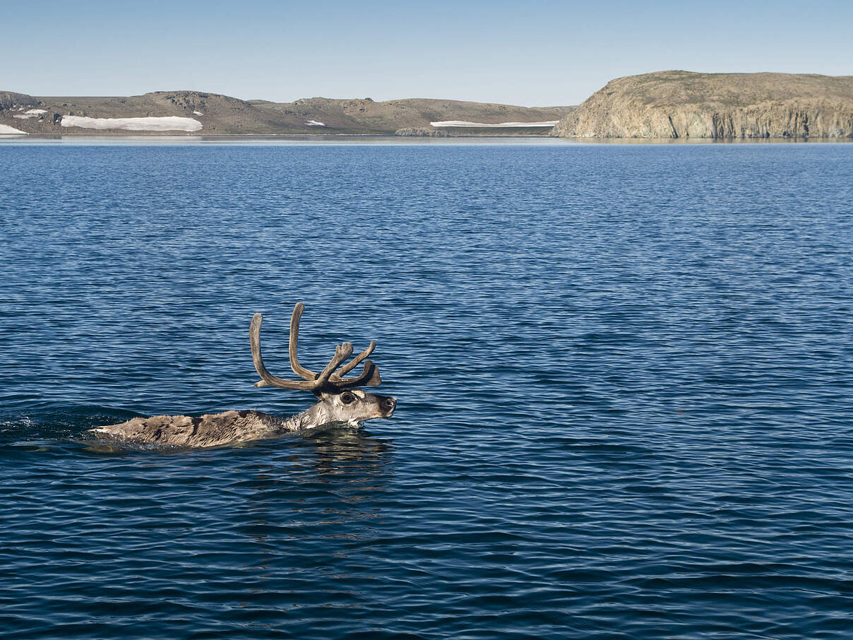 Rentier durchquert Fluss