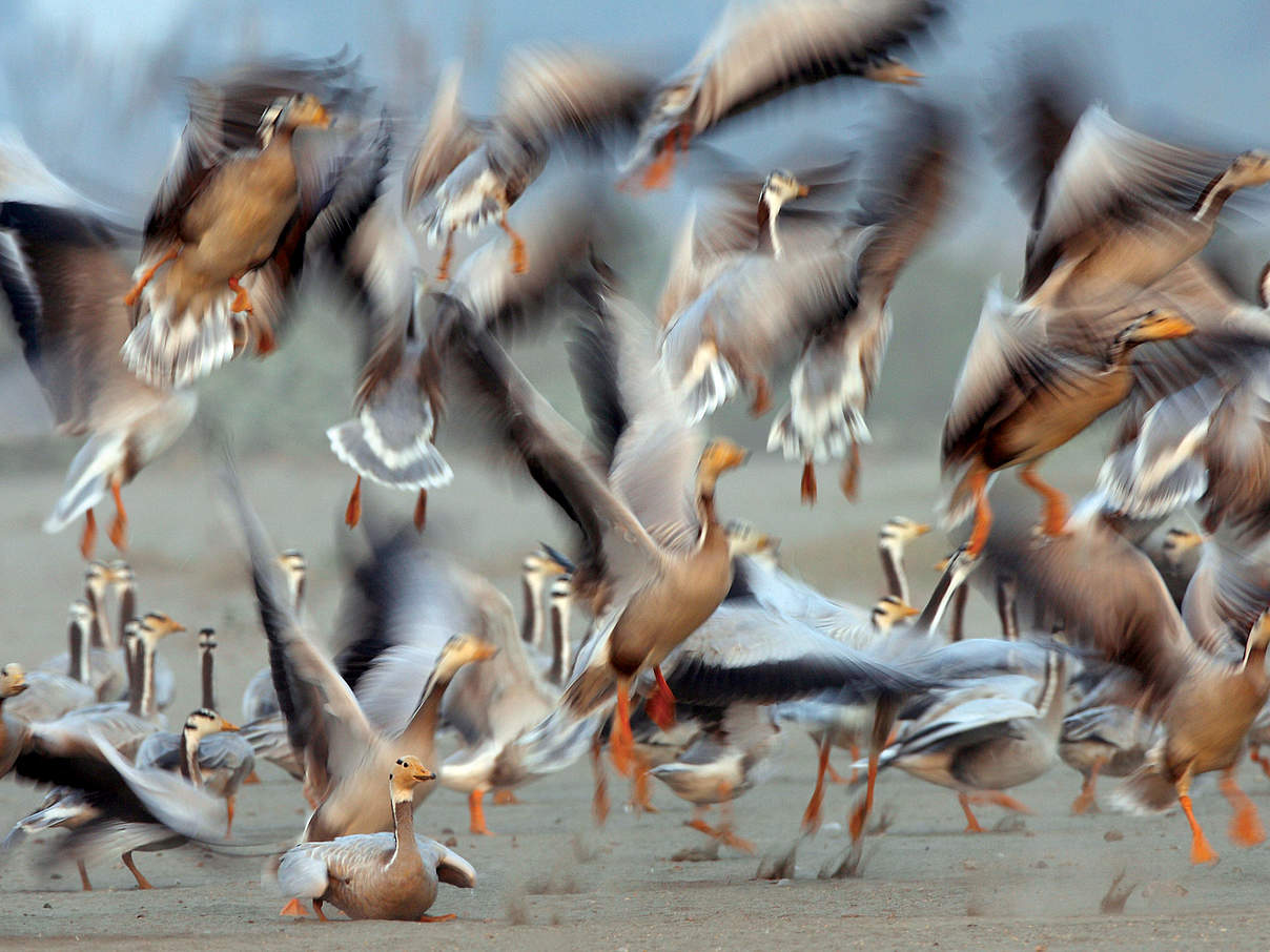 Weltzugvogeltag: Die Streifengans gehört zu den am höchsten fliegenden Zugvögeln der Welt © WWF-Pakistan