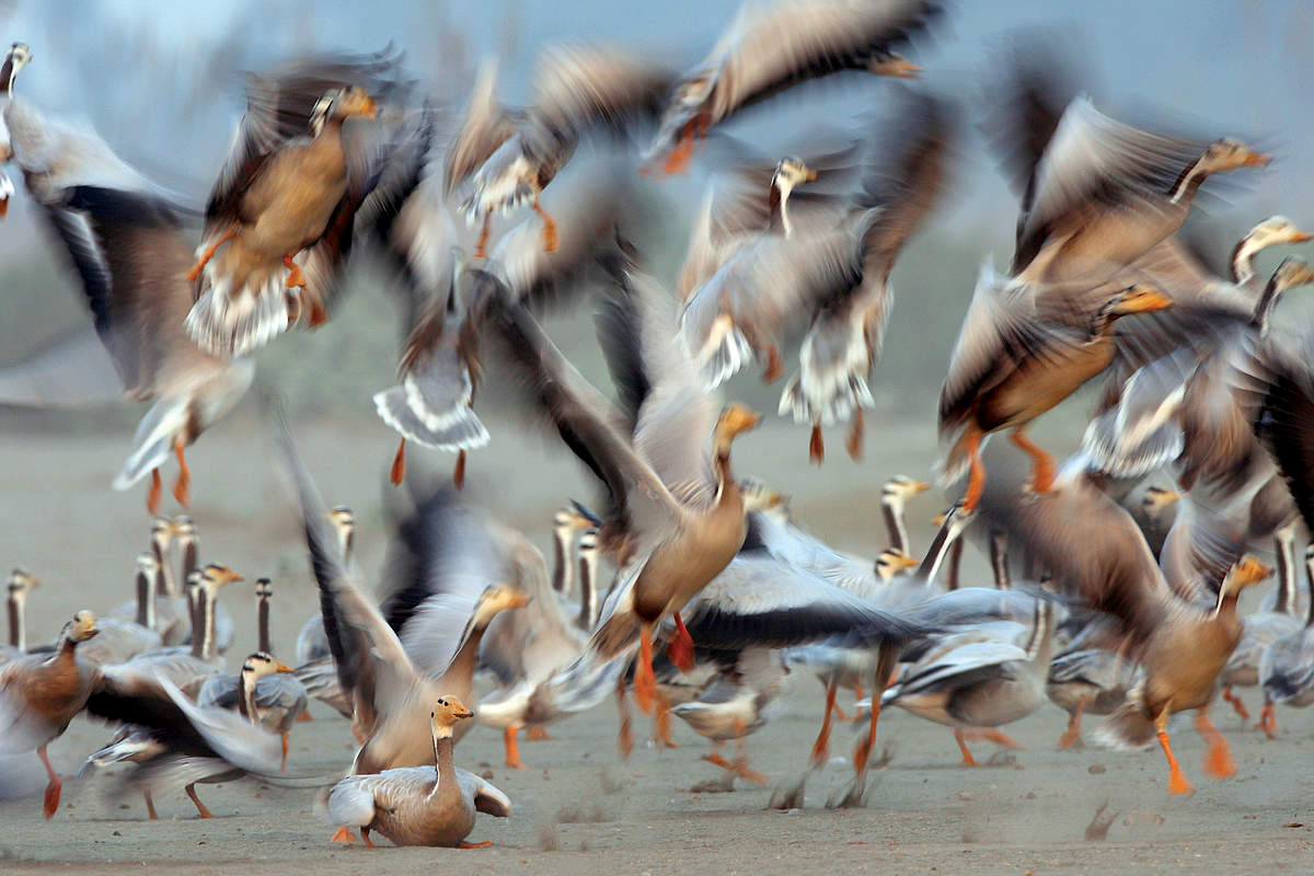 Weltzugvogeltag: Die Streifengans gehört zu den am höchsten fliegenden Zugvögeln der Welt © WWF-Pakistan