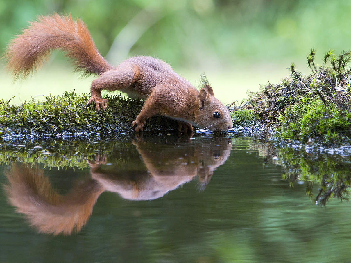 Eichhörnchen trinkt am Teich © GettyImages