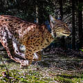 Geglückte Auswilderung von Luchs Ionel im Thüringer Wald © Max Kesberger / Luchs Thueringen