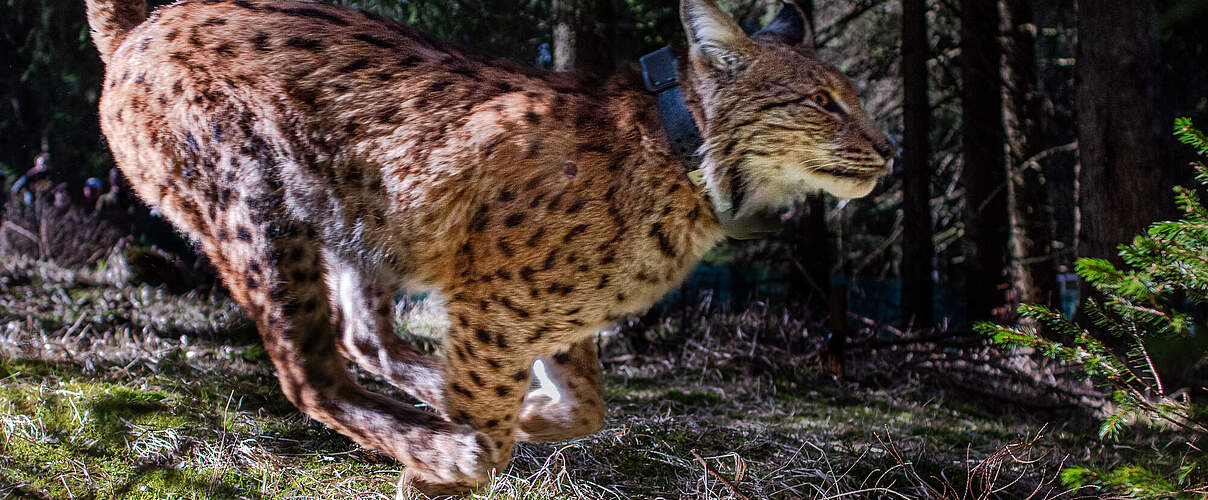 Geglückte Auswilderung von Luchs Ionel im Thüringer Wald © Max Kesberger / Luchs Thueringen