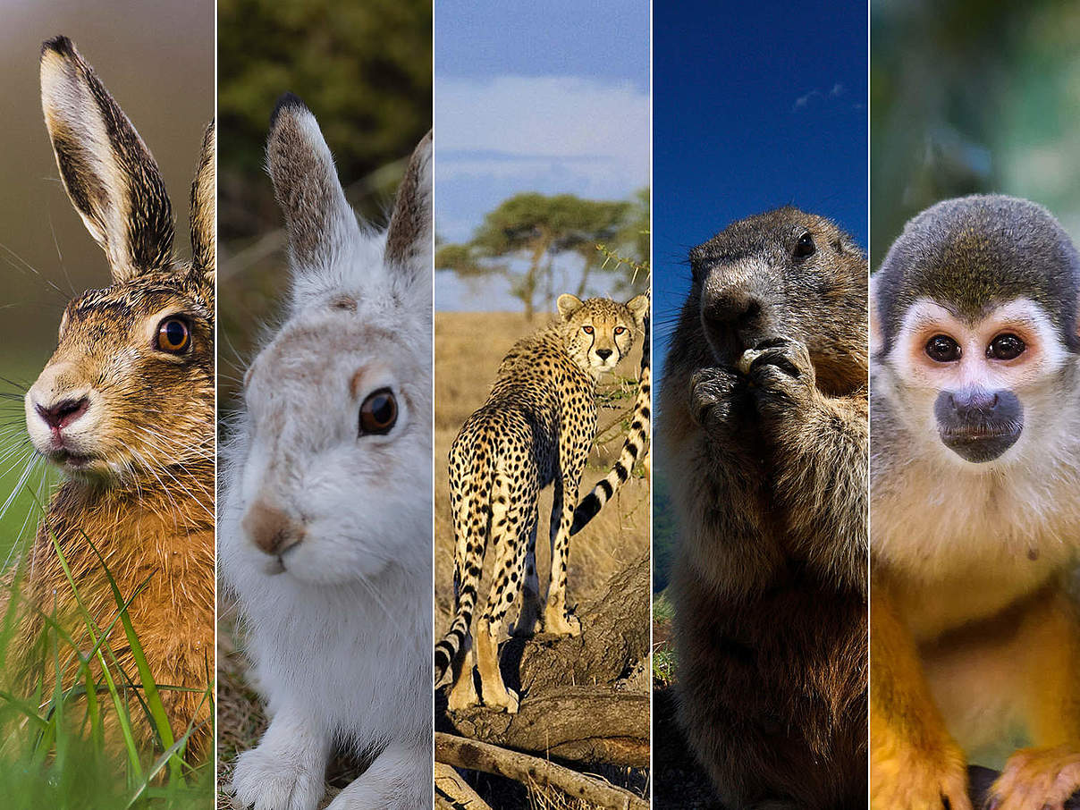 Collage von Plüschtier-Projekten © WWF