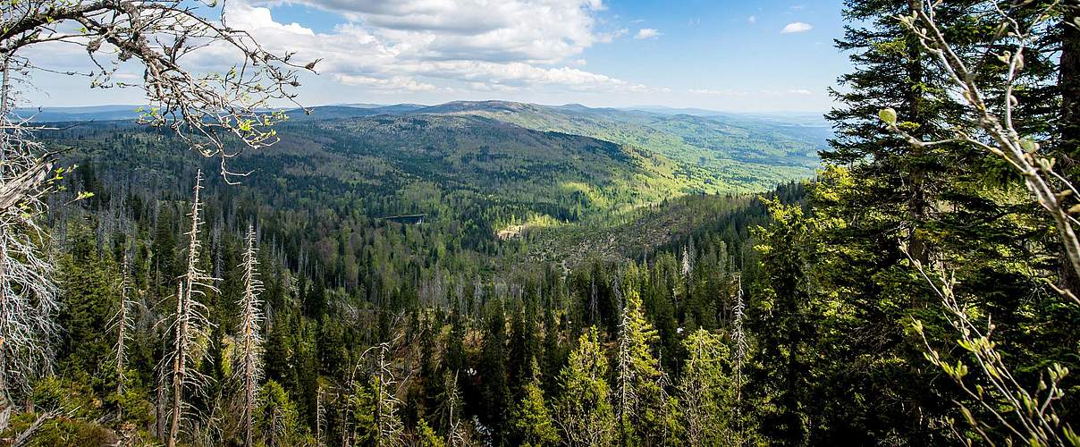 Blick vom Gipfel des Großen Rachel im Nationalpark Bayerischer Wald auf den Bayerischen Wald. @ IMAGO / Thomas Eisenhuth