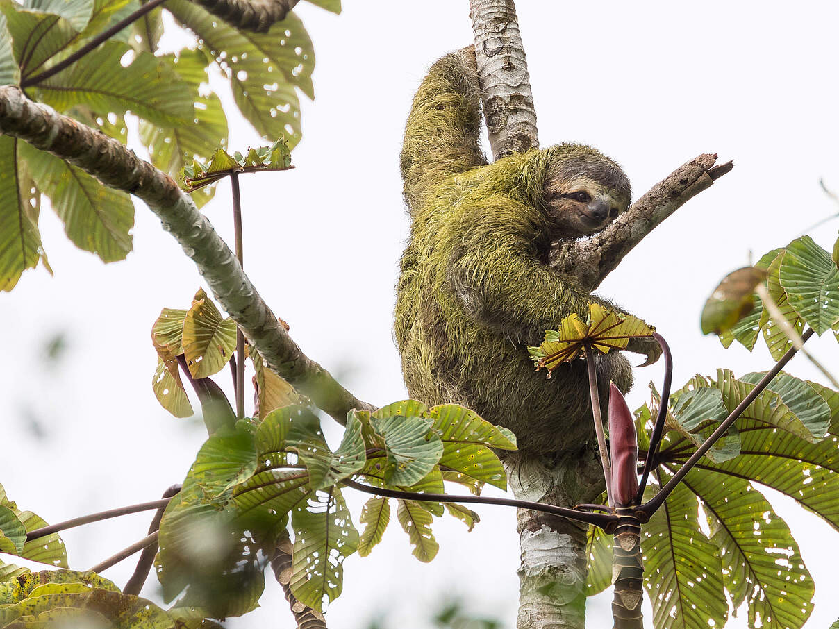 Faultier in einem Baum in Costa Rica © WWF-US / Keith Arnold