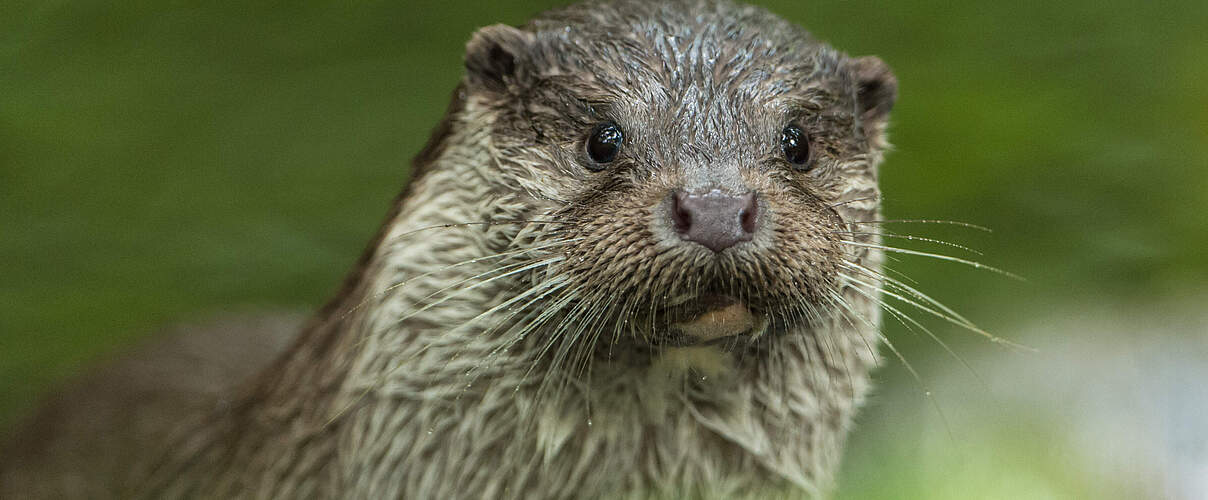 Fischotter (Lutra lutra)