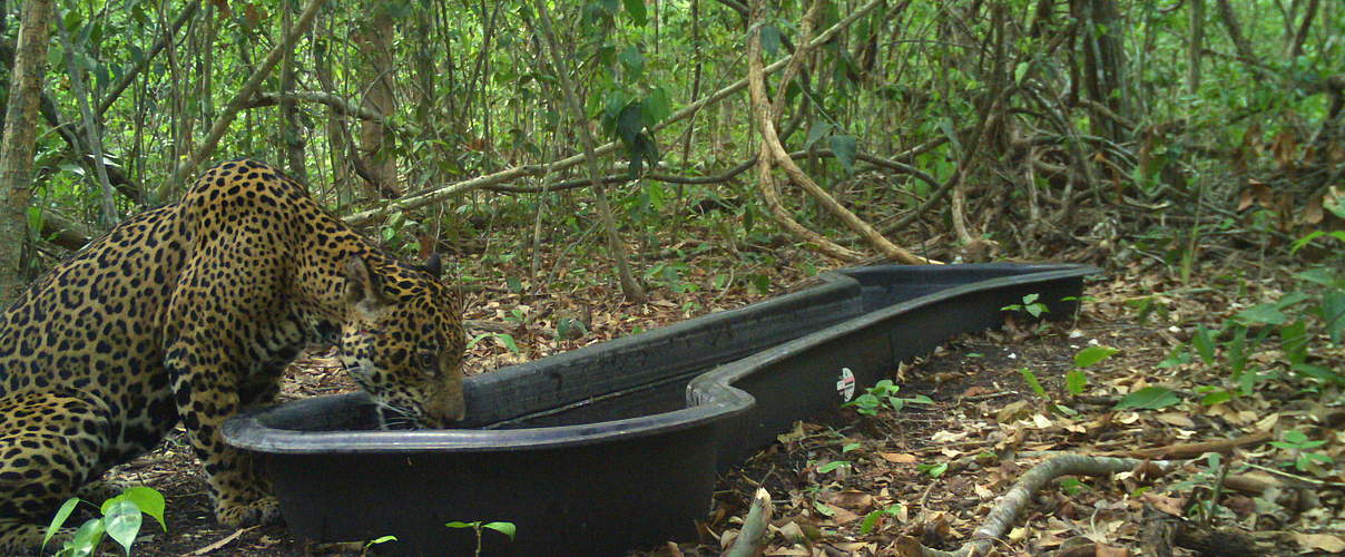 Heiß begehrt: frisches Wasser © Reserva de la Biósfera de Calakmul