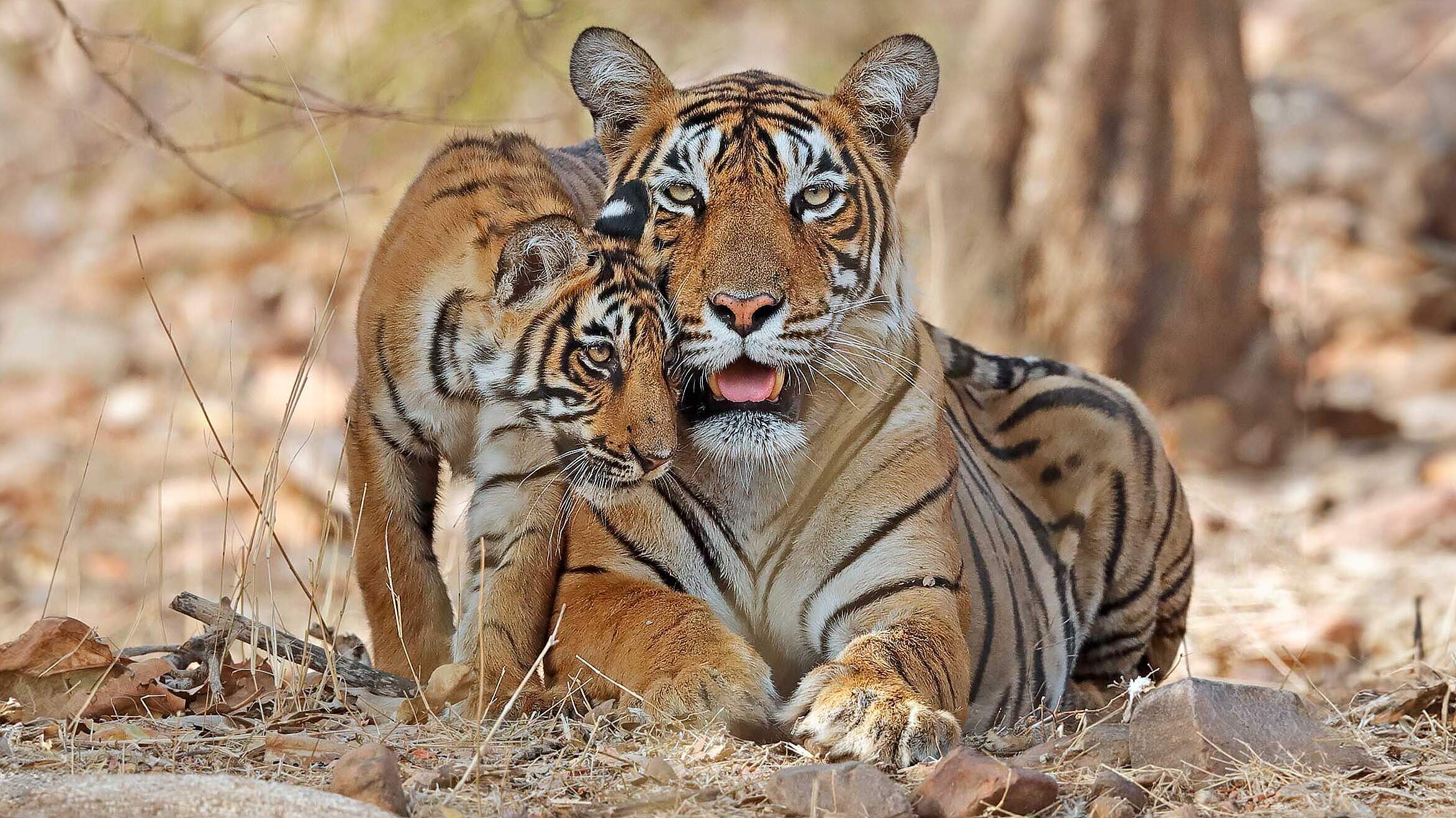 Bengal Tiger mit Jungem