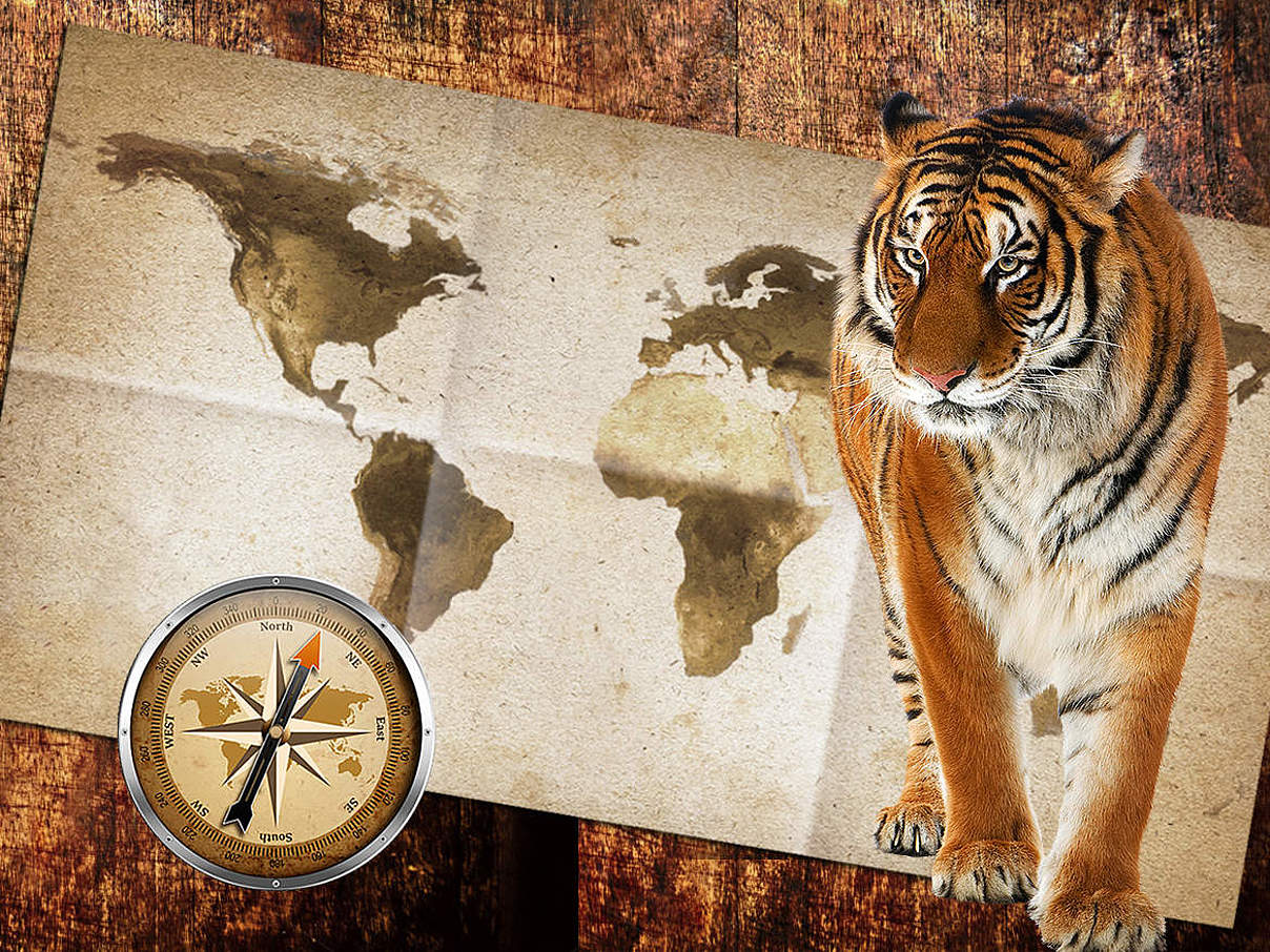 Paten Header Tiger © WWF