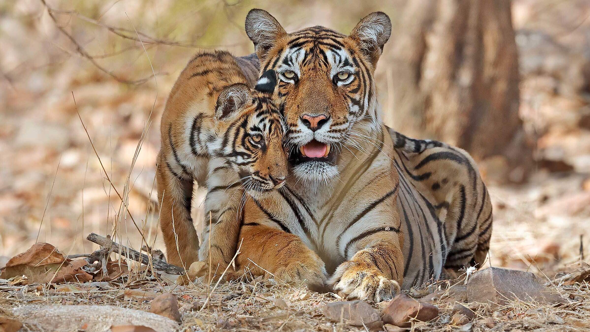 Bengal Tiger mit Jungem