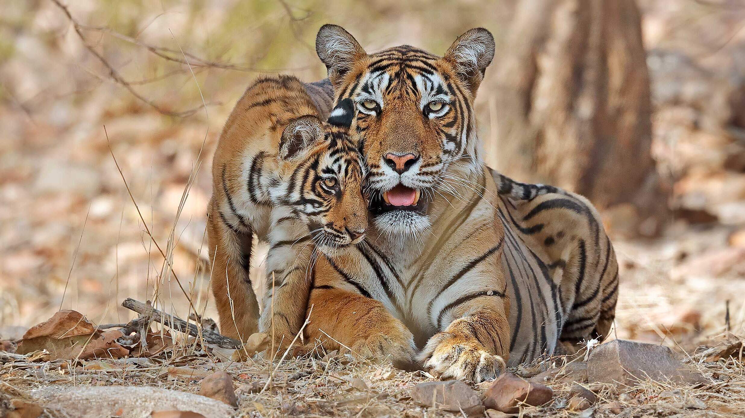 Paten Header Tiger © WWF