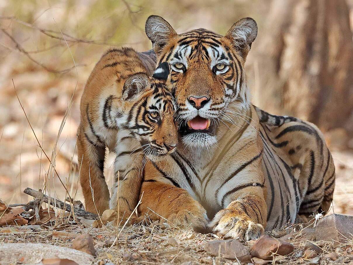 Paten Header Tiger © WWF