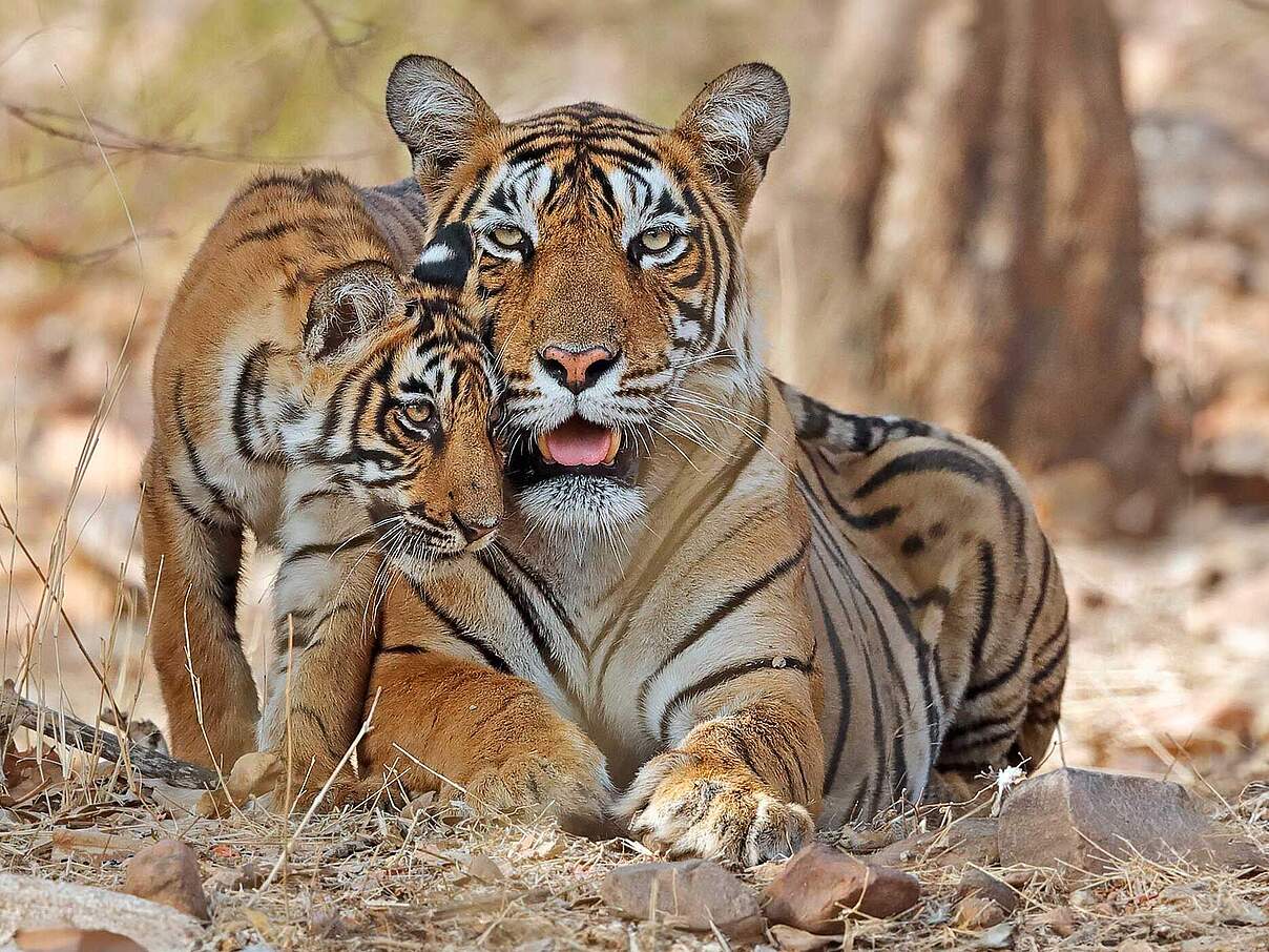 Paten Header Tiger © WWF