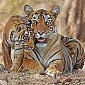 Paten Header Tiger © WWF