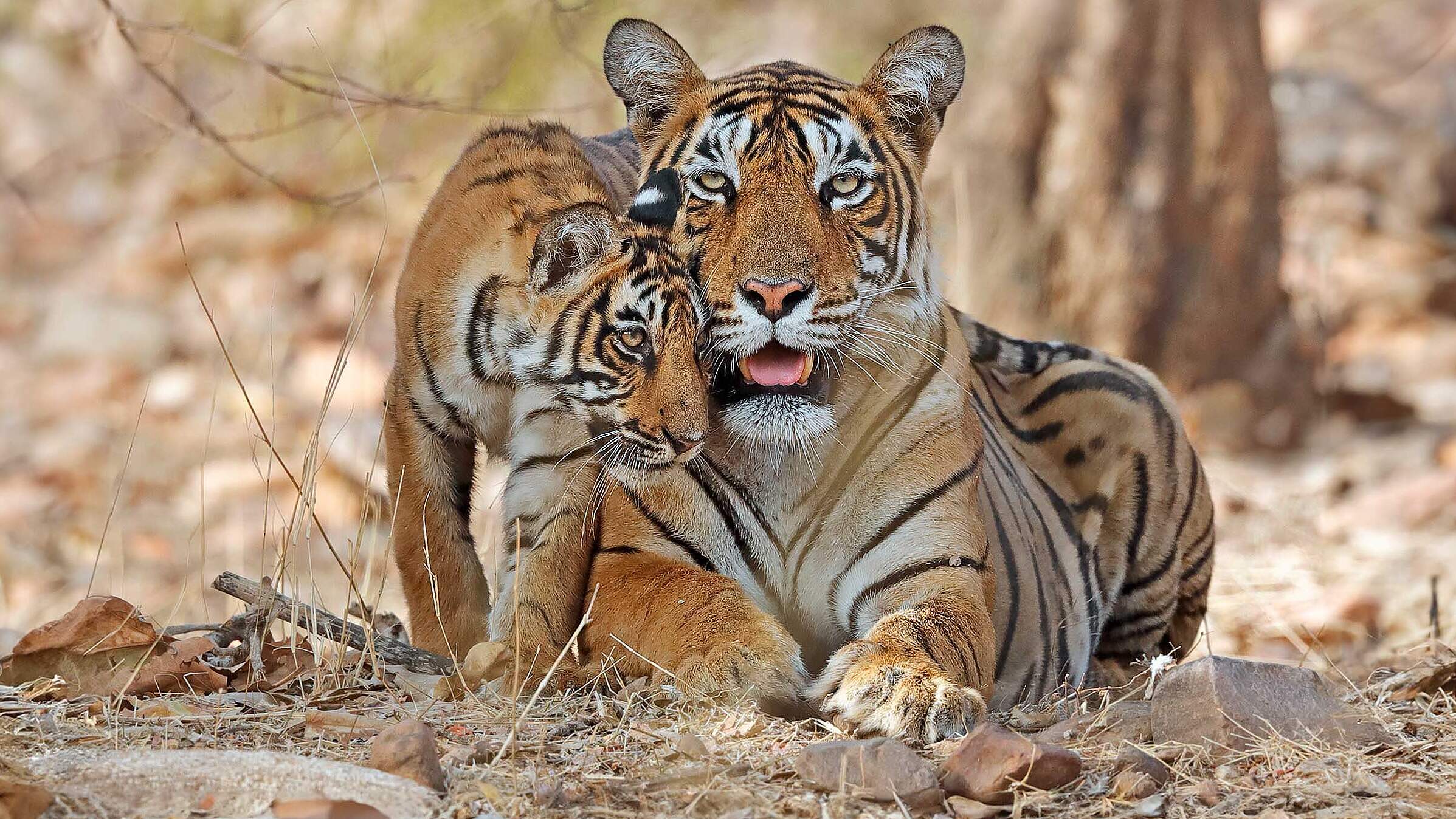 Bengal Tiger mit Jungem