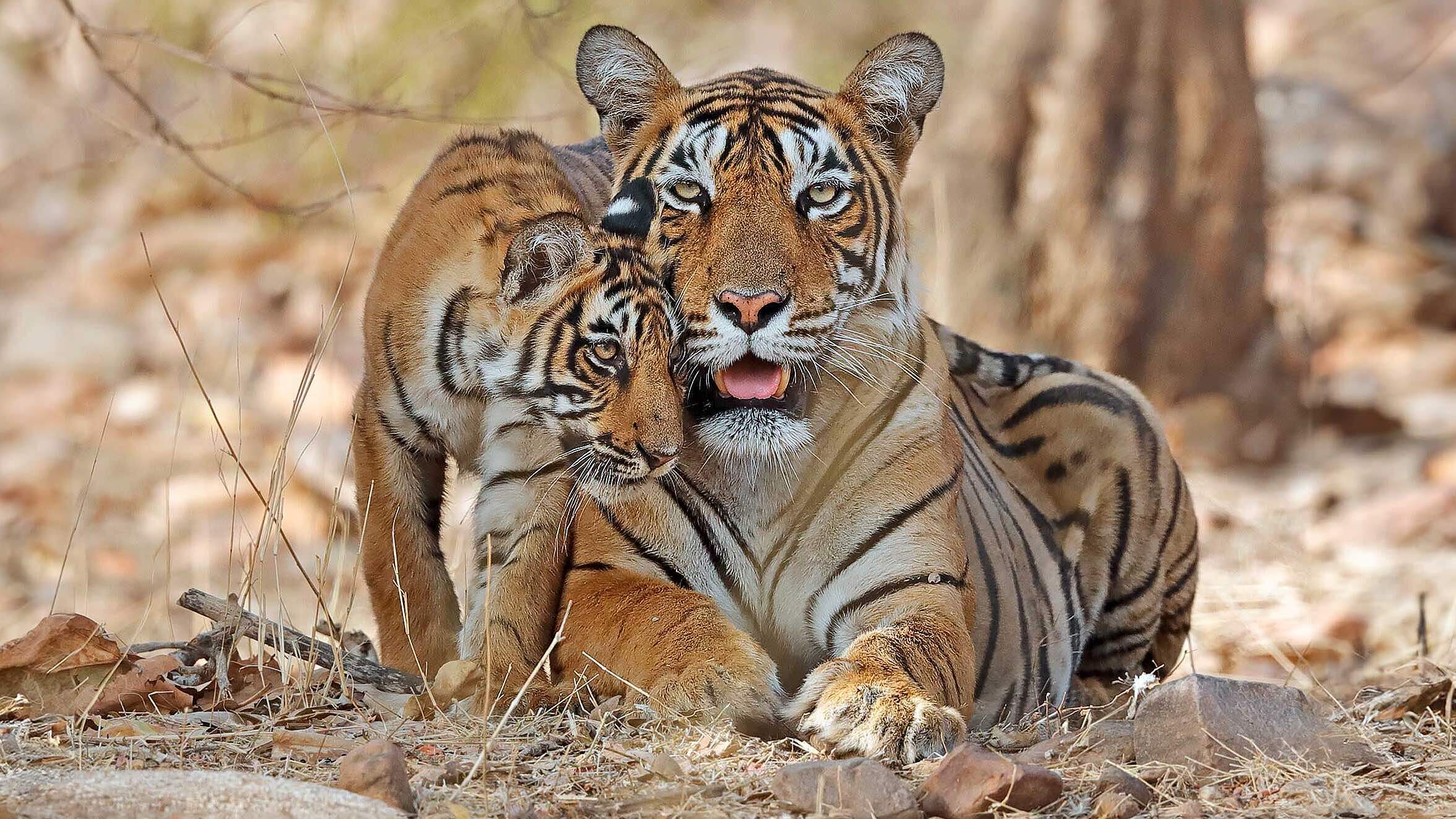 Bengal Tiger mit Jungem