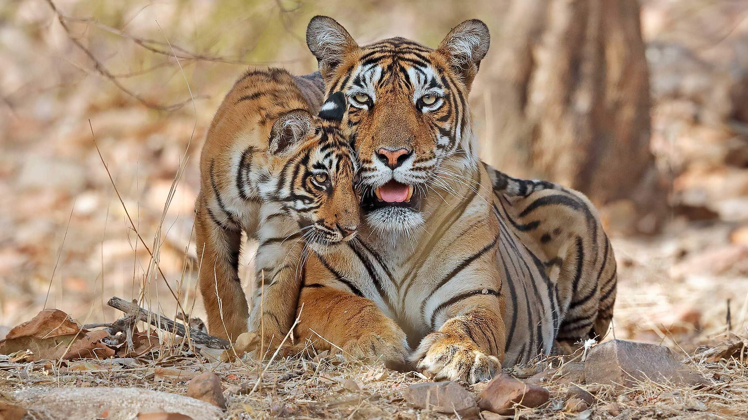 Bengal Tiger mit Jungem