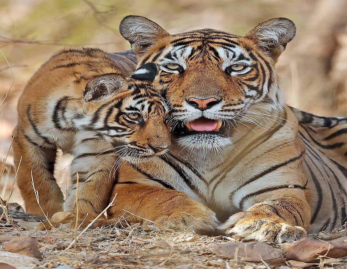Paten Header Tiger © WWF