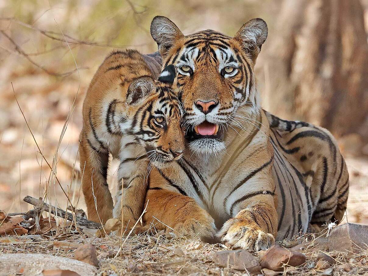 Paten Header Tiger © WWF