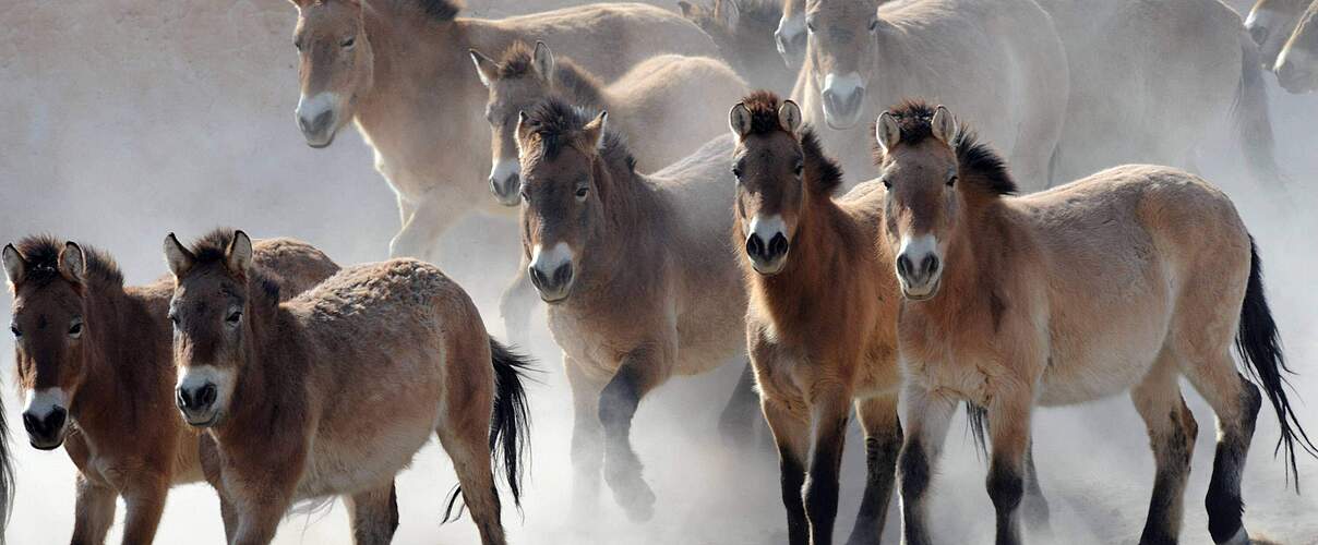 Wahre Wildpferde sind selten © IMAGO / Xinhua