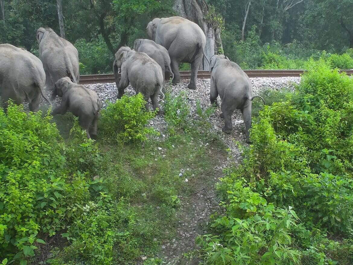Elefantenherde überquert Schienen © Meraj Anwar / WWF Indien