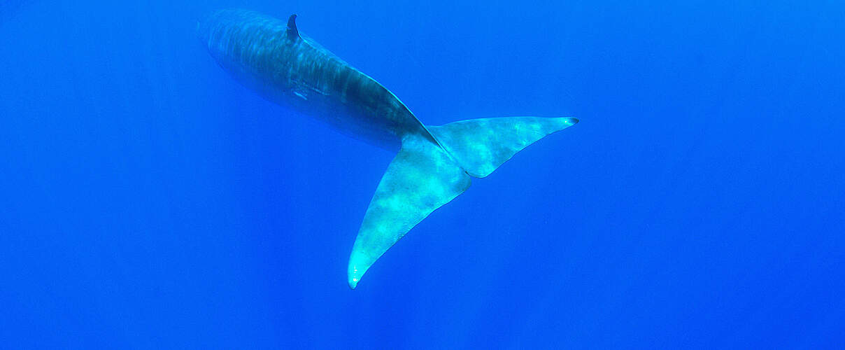 Blauwale sind scheu und meiden Menschen © Teo Lucas / WWF