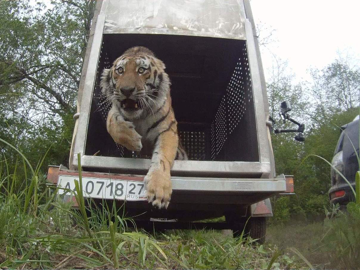 Amur-Tiger Uporny bei seiner Freilassung im Jahr 2015 © WWF Russland