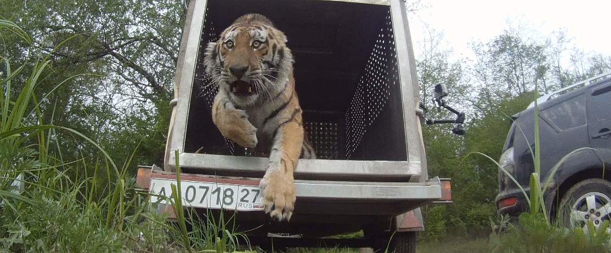 Amur-Tiger Uporny bei seiner Freilassung im Jahr 2015 © WWF Russland
