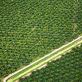 Luftaufnahme Palmölplantage Malaysia © Tim Laman / WWF