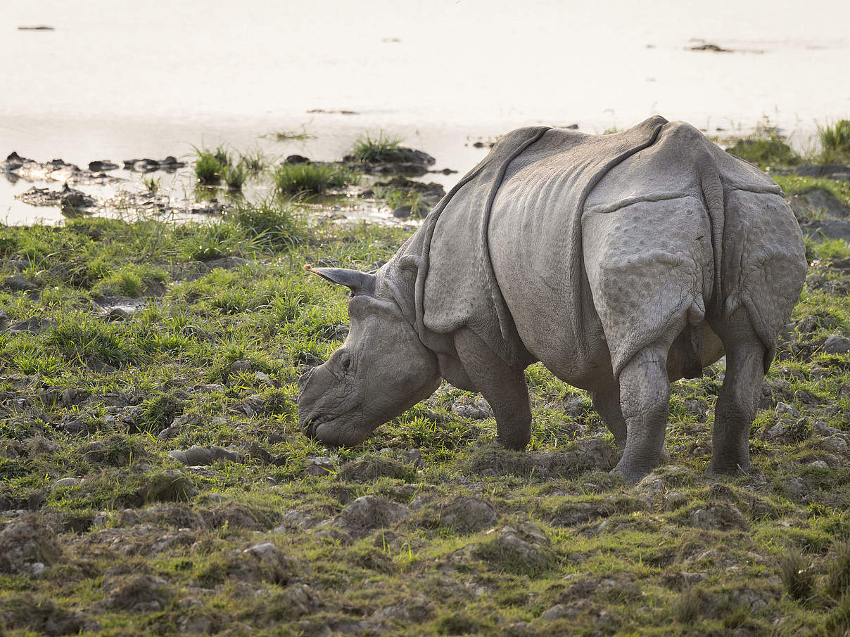 Panzernashorn © Richard Barrett / WWF-UK