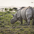 Panzernashorn © Richard Barrett / WWF-UK